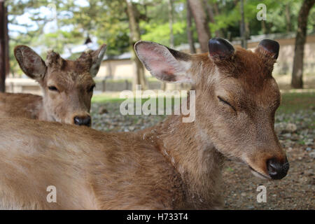 Napping deers in Nara Park at Nara, Japan Stock Photo