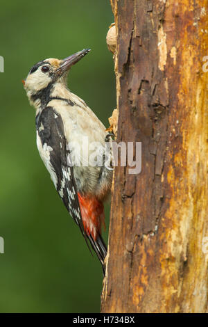 Syrian woodpecker (Dendrocopos syriacus) single bird feeding on tree trunk, Bulgaria, Europe Stock Photo