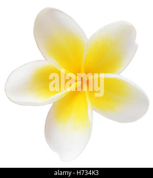 frangipani flower isolated on white background Stock Photo
