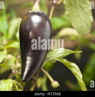 Jalapeno that has turned purple still growing on the plant Stock Photo