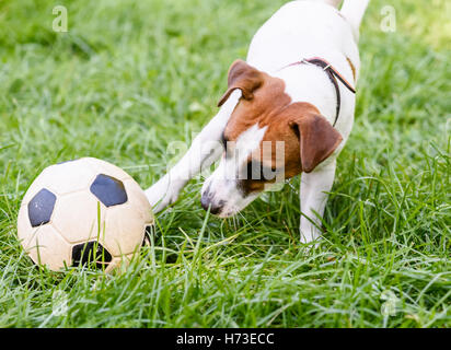 Cute Dog Ball Dog Football Player Trainer Football Basketball