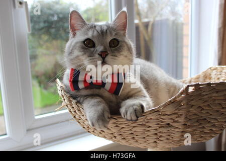 British Shorthair cat in basket with bow tie
