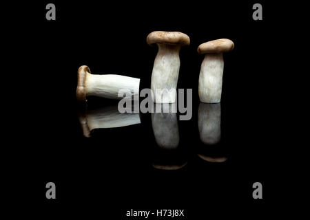 Three king oyster mushrooms; two upright and one lying isolated on black reflective background Stock Photo