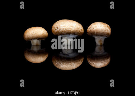Three fresh brown champignons in row isolated on black reflective background Stock Photo