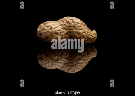 Macro view of the one whole peanut isolated on black reflective background Stock Photo