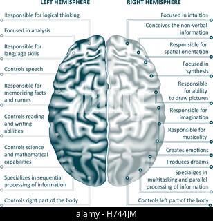 Brain left analytical and right creative hemispheres infographics vector illustration Stock Vector