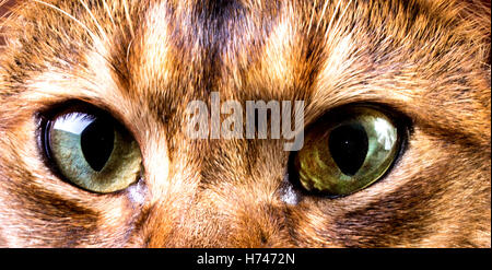 close-up of green cat's eye,abyssinian cat's face Stock Photo