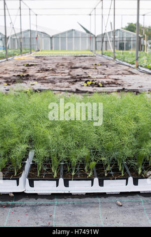 Dill in pots in greenhouse Stock Photo