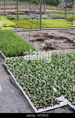 Broccoli , dill and cabbage planting in greenhouse Stock Photo