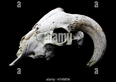 Horned Ram Sheep Skull Head On Black Background Stock Photo
