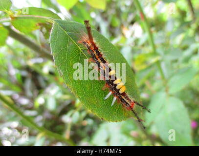 One black and yellow caterpillar climbing on a green leaf Stock Photo