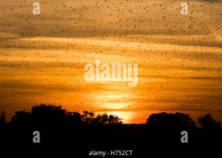 Large flock of starlings (Sturnus vulgaris) in front of sunset. Murmuration at dusk fills sky with huge numbers of birds Stock Photo