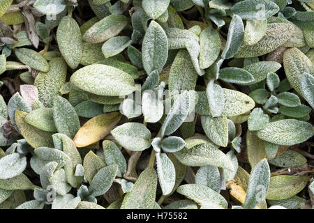 Stachys byzantina, lamb's ear 'Silver Carpet' Stock Photo