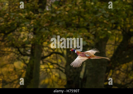 Pheasant in flight by a Yorkshire woodland, Burley-in-Wharfedale, Yorkshire, UK Stock Photo