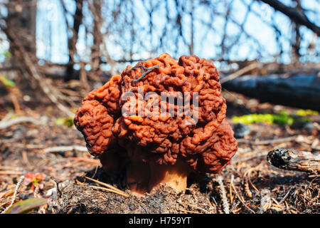 A false morel (Gyromitra esculenta) growing in a burnt forest near Prince George, BC, Canada Stock Photo