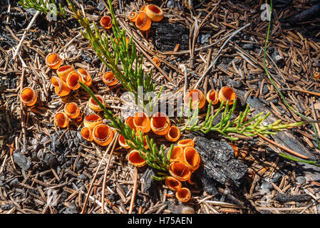 Vulcan pixie cups (Geopyxis vulcanalis); a cup fungus growing in a burnt forest in Northern British Columbia, Canada Stock Photo