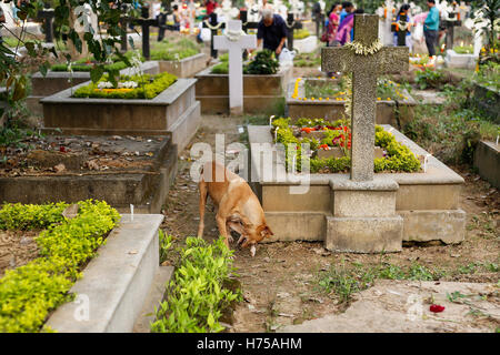 Kolkata, India. 03rd Nov, 2016. The graves of the christian cemeteries are full of lit up candle and flowers during the the All Souls' Day. A day when Christians remember their friends & relatives, who have passed away. This comes from an ancient belief that the souls of the dead will return, on this particular day, to have a meal with their family & friends. Candles are lit to guide the souls to their home for the meal. © Suvankar Sen/Pacific Press/Alamy Live News Stock Photo