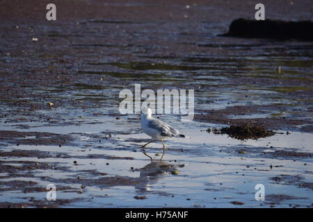 A gull walks along a beach, reflected in the water on the sand. Stock Photo