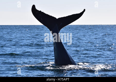 A humpback whale raises its tail before diving. Stock Photo