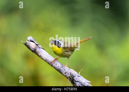 A broad black mask lends a touch of highwayman mystique to the male Common Yellowthroat. Stock Photo