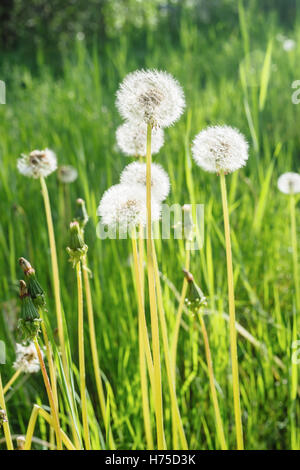 Dandelion seed heads (Taraxacum officinale) in a meadow near Dawson City, Yukon, Canada Stock Photo