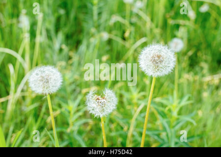 Dandelion seed heads (Taraxacum officinale) in a meadow near Dawson City, Yukon, Canada Stock Photo