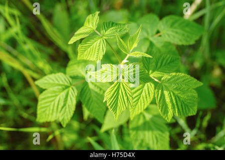 A wild raspberry plant (Rubus idaeus) in a grassy meadow near Dawson City, Yukon, Canada Stock Photo