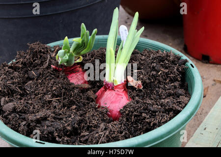 Spanish onions with new shoots sprouting growing in a pot Stock Photo