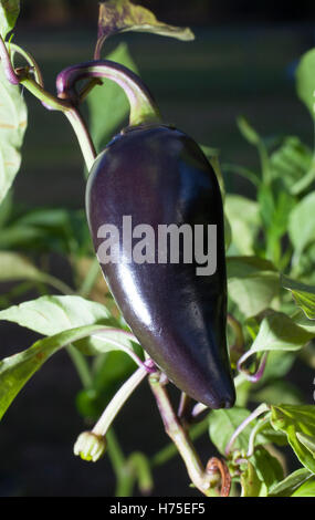 Purple jalapeno pepper at dusk still growing on the plant Stock Photo