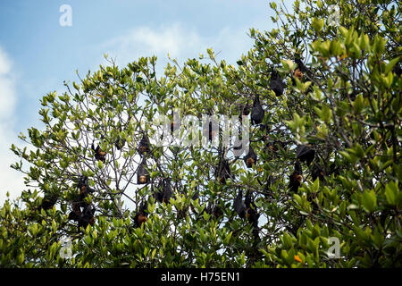 Colony of Fruitbats Stock Photo