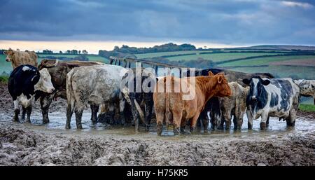 Panoramic landscape of a herd of cows and bullocks in a muddy hilltop farm field grazing at the feeding station on a grey day Stock Photo