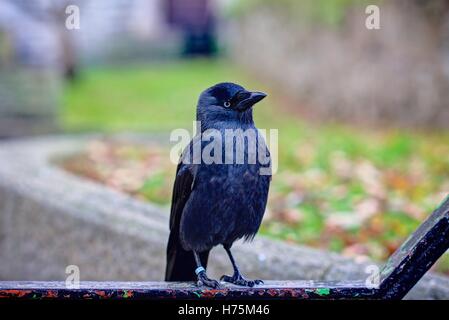 A full length sharply rendered portrait of a Jackdaw standing on a black iron railing against an autumnal blurred background. Stock Photo