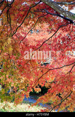 Backlit autumn foliage of the elegant small Japanese maple, Acer palmatum 'Heptalobum Elegans' Stock Photo