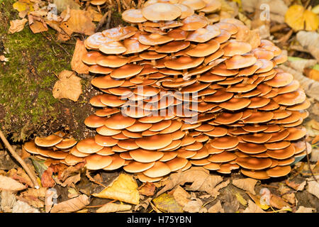 Massed toadstools of the Sheathed woodtuft, Kuehneromyces mutabilis, growing from an old log Stock Photo