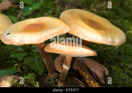 Three toadstools of the Sheathed woodtuft, Kuehneromyces mutabilis, growing from an old log Stock Photo