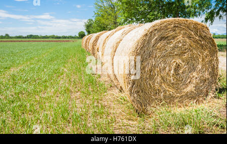 Hay bales in line drying in the sun Stock Photo