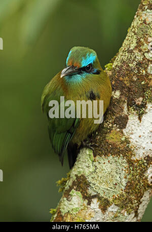 Keel-billed Motmot (Electron carinatum) close up of adult perched on branch  Panacam, Honduras      February Stock Photo