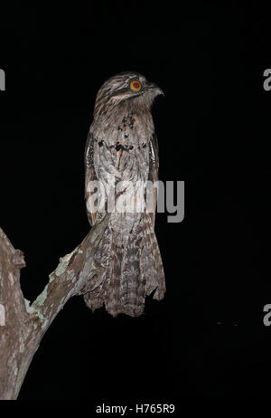 Northern Potoo (Nyctibius jamaicensis) adult perched on dead snag  Marshall's Pen, Jamaica       December Stock Photo