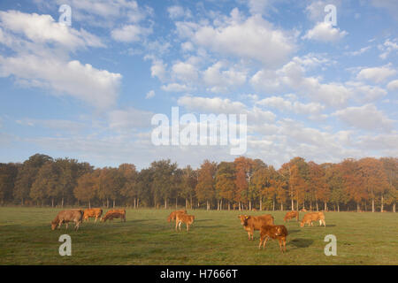 limousin cows in dutch meadow before autumn forest in warm morning light on utrechtse heuvelrug near Doorn Stock Photo