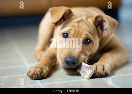 Labrabull Puppy dog chewing on bone Stock Photo