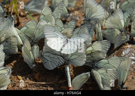 Close-up of Black-Veined White Butterflies (aporia crataegi), Bulgaria Stock Photo