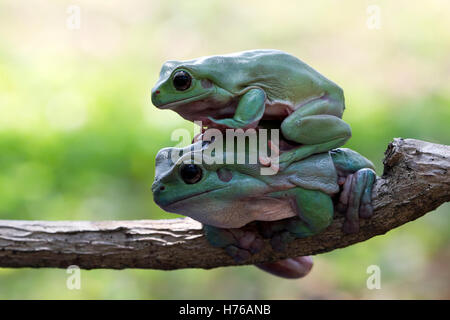 Two Dumpy tree frogs sitting on branch, Indonesia Stock Photo