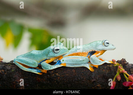 Two Javan gliding  tree frogs sitting on branch, Indonesia Stock Photo