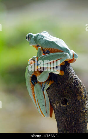 Two Javan gliding  tree frogs sitting on branch, Indonesia Stock Photo