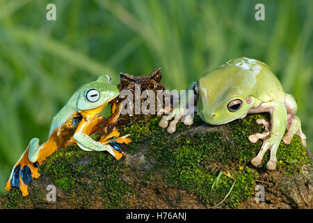 Three frogs sitting on moss covered rocks, Indonesia Stock Photo