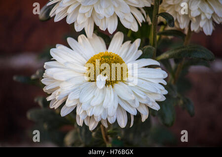 Giant Daisy Flower Stock Photo