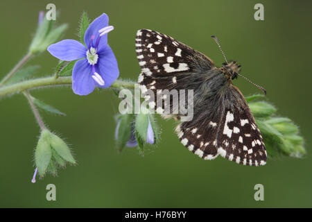 A rare Grizzled Skipper Butterfly (Pyrgus malvae) perched on Common Field-speedwell (Veronica persica). Stock Photo