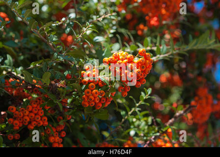 Colorful bunch of ripe hawthorn hanging branch closeup. Blue sky on the Background Stock Photo