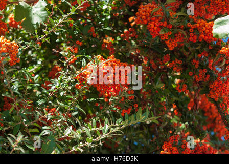 Colorful bunch of ripe hawthorn hanging branch closeup. Blue sky on the Background Stock Photo