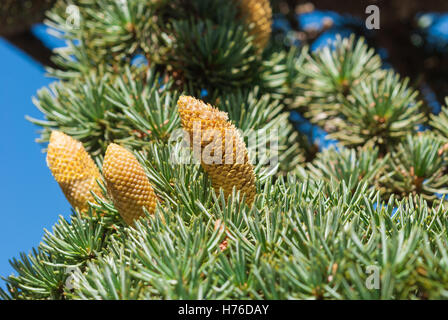 Cedar tree branch with the male cones closeup with blue sky as a background Stock Photo